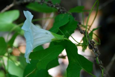 Fotografia da espécie Calystegia sepium subesp. sepium