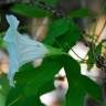 Fotografia 9 da espécie Calystegia sepium subesp. sepium do Jardim Botânico UTAD