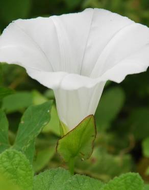 Fotografia 10 da espécie Calystegia sepium subesp. sepium no Jardim Botânico UTAD