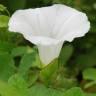 Fotografia 10 da espécie Calystegia sepium subesp. sepium do Jardim Botânico UTAD