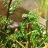 Fotografia 5 da espécie Chamaemelum fuscatum do Jardim Botânico UTAD