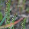 Fotografia 6 da espécie Catapodium rigidum subesp. rigidum do Jardim Botânico UTAD