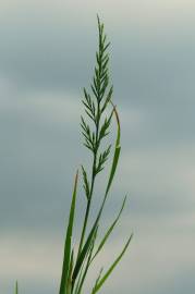 Fotografia da espécie Catapodium rigidum subesp. rigidum