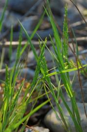 Fotografia da espécie Catapodium rigidum subesp. rigidum