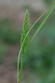 Fotografia da espécie Catapodium rigidum subesp. rigidum