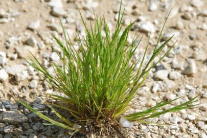 Fotografia da espécie Catapodium rigidum subesp. rigidum