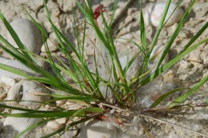 Fotografia da espécie Catapodium rigidum subesp. rigidum