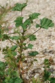 Fotografia da espécie Malva nicaeensis