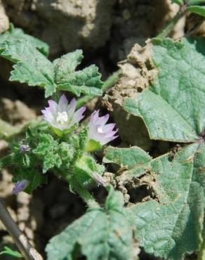 Fotografia 3 da espécie Malva nicaeensis no Jardim Botânico UTAD