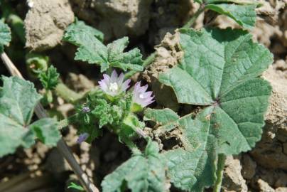 Fotografia da espécie Malva nicaeensis