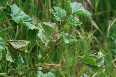 Fotografia da espécie Malva nicaeensis