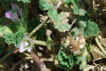 Fotografia da espécie Malva nicaeensis