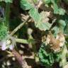 Fotografia 5 da espécie Malva nicaeensis do Jardim Botânico UTAD