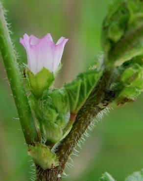 Fotografia 1 da espécie Malva nicaeensis no Jardim Botânico UTAD