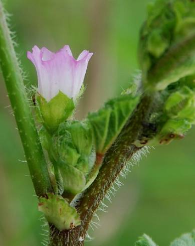 Fotografia de capa Malva nicaeensis - do Jardim Botânico