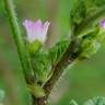 Fotografia 1 da espécie Malva nicaeensis do Jardim Botânico UTAD