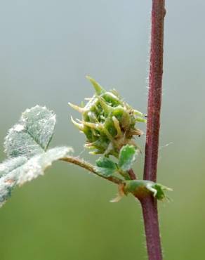 Fotografia 5 da espécie Medicago truncatula no Jardim Botânico UTAD