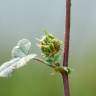 Fotografia 5 da espécie Medicago truncatula do Jardim Botânico UTAD