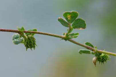 Fotografia da espécie Medicago truncatula