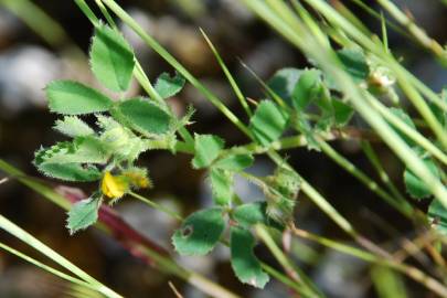 Fotografia da espécie Medicago truncatula