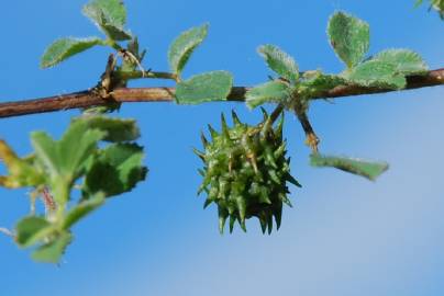 Fotografia da espécie Medicago truncatula