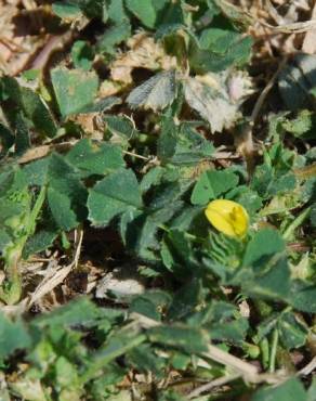 Fotografia 9 da espécie Medicago truncatula no Jardim Botânico UTAD