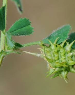 Fotografia 10 da espécie Medicago truncatula no Jardim Botânico UTAD