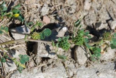 Fotografia da espécie Medicago truncatula