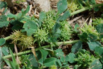 Fotografia da espécie Medicago truncatula