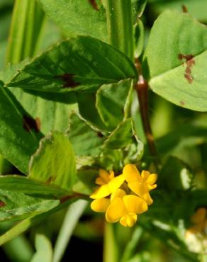 Fotografia 3 da espécie Medicago arabica no Jardim Botânico UTAD