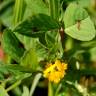 Fotografia 3 da espécie Medicago arabica do Jardim Botânico UTAD