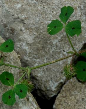 Fotografia 4 da espécie Medicago arabica no Jardim Botânico UTAD