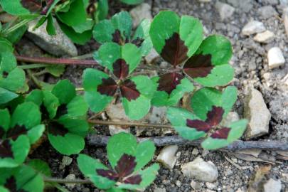 Fotografia da espécie Medicago arabica