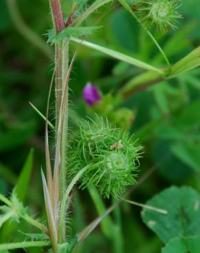 Fotografia 6 da espécie Medicago arabica no Jardim Botânico UTAD