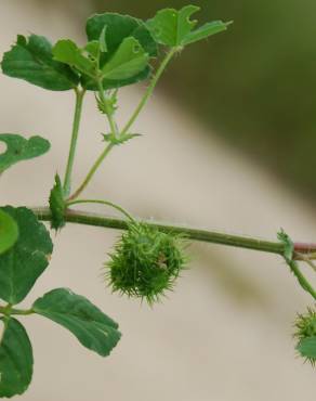 Fotografia 7 da espécie Medicago arabica no Jardim Botânico UTAD