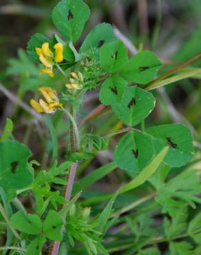 Fotografia 8 da espécie Medicago arabica no Jardim Botânico UTAD