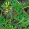 Fotografia 8 da espécie Medicago arabica do Jardim Botânico UTAD