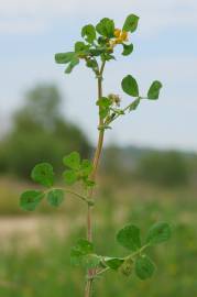 Fotografia da espécie Medicago arabica