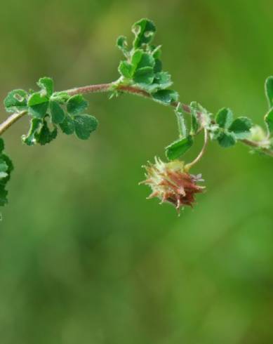 Fotografia de capa Medicago rigidula - do Jardim Botânico