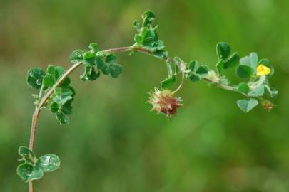 Fotografia da espécie Medicago rigidula