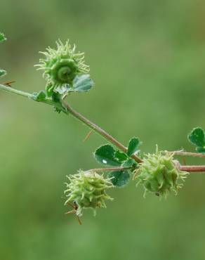 Fotografia 3 da espécie Medicago rigidula no Jardim Botânico UTAD