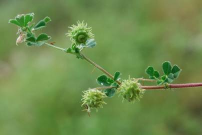 Fotografia da espécie Medicago rigidula