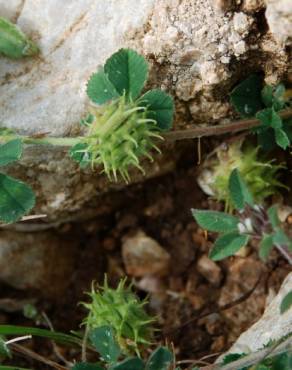 Fotografia 4 da espécie Medicago rigidula no Jardim Botânico UTAD