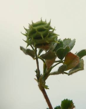 Fotografia 5 da espécie Medicago rigidula no Jardim Botânico UTAD