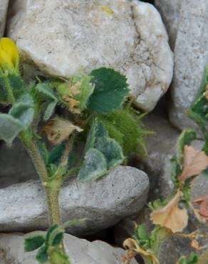 Fotografia 6 da espécie Medicago rigidula no Jardim Botânico UTAD