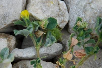 Fotografia da espécie Medicago rigidula