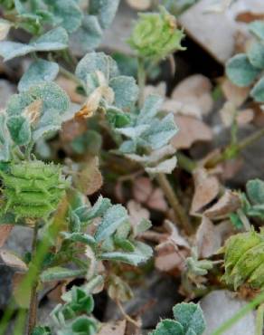 Fotografia 7 da espécie Medicago rigidula no Jardim Botânico UTAD