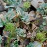 Fotografia 7 da espécie Medicago rigidula do Jardim Botânico UTAD