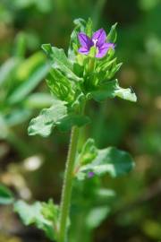 Fotografia da espécie Legousia hybrida