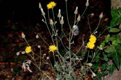 Fotografia da espécie Crepis foetida subesp. foetida